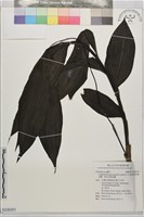 藏品(綠花肖頭蕊蘭、黃花肖頭蕊蘭)的圖片