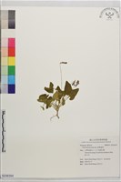 藏品(箭葉堇菜)的圖片