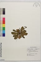 藏品(通泉草)的圖片