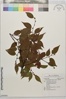 藏品(天臺烏藥)的圖片