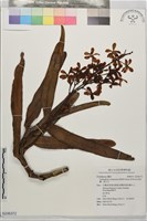 藏品(豹紋蘭、屈子花)的圖片