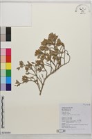藏品(水芫花)的圖片