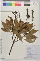 藏品(加拉段柯、大武柯)的圖片