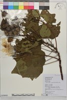 藏品(牧野氏山芙蓉)的圖片