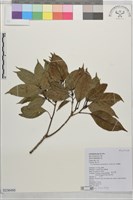 藏品(波葉櫟)的圖片