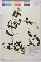 藏品(角花烏蘞莓)的圖片