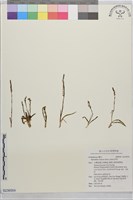藏品(綬草)的圖片