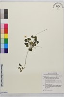 藏品(臺北菫菜)的圖片
