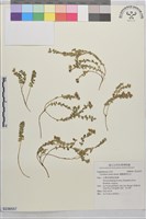 藏品(鵝鑾鼻野百合)的圖片