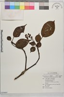 藏品(昆欄樹)的圖片