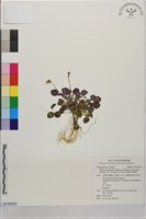 藏品(李棟山裂緣花)的圖片