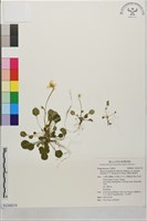 藏品(李棟山裂緣花)的圖片