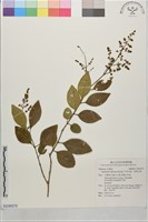 藏品(日本女貞、琉球女貞)的圖片