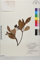 藏品(豬腳楠)的圖片