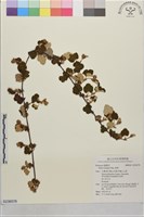 藏品(寒莓)的圖片