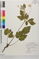 藏品(小白頭翁、野棉花)的圖片