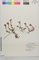 藏品(倒地蜈蚣)的圖片