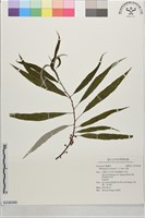 藏品(水麻)的圖片