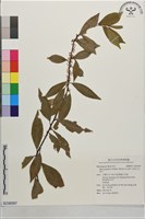 藏品(山桂花, 杜莖山)的圖片
