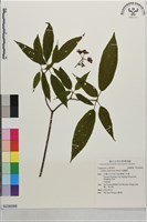 藏品(燈臺樹)的圖片