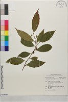 藏品(山桂花, 杜莖山)的圖片