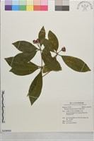藏品(阿里山茵芋)的圖片