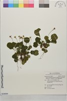 藏品(圓葉裂緣花)的圖片