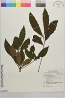 藏品(珠砂根)的圖片