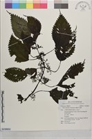 藏品(細尾冷水麻)的圖片