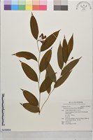 藏品(臺灣寶鐸花)的圖片