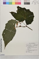 藏品(出雲山秋海棠)的圖片