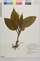 藏品(小軟葉蘭)的圖片