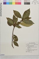 藏品(屏東木薑子)的圖片