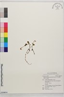 藏品(白花金唇蘭、阿里山全唇蘭)的圖片