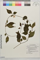 藏品(蔓茄)的圖片