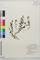 藏品(玉山金絲桃)的圖片