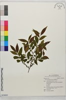 藏品(薄葉柃木)的圖片