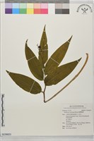 藏品(臺灣鹿藥)的圖片