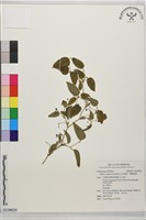 藏品(玉山菝契、薄葉菝契)的圖片