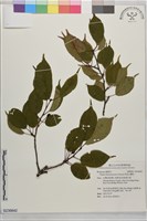 藏品(阿里山櫻花)的圖片