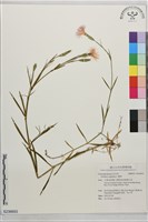 藏品(瞿麥)的圖片