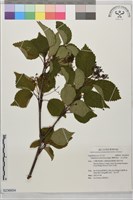 藏品(樺葉莢迷、玉山莢迷)的圖片