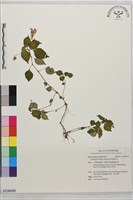 藏品(紫花鳳仙花)的圖片