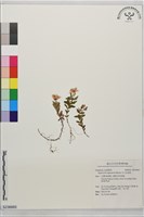 藏品(玉山金絲桃)的圖片
