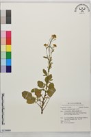 藏品(山芥菜)的圖片