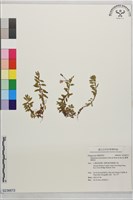 藏品(合歡柳葉菜)的圖片
