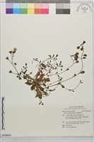 藏品(匍莖通泉草)的圖片