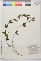 藏品(黑龍江柳葉菜)的圖片