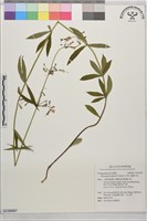 藏品(輪葉沙參)的圖片