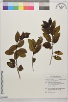 藏品(刻脈冬青)的圖片